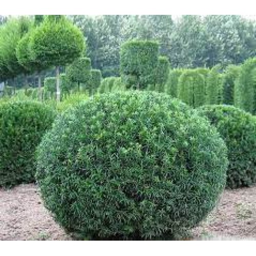 Kukmedis europinis ( lot. Taxus  baccata) formuotas