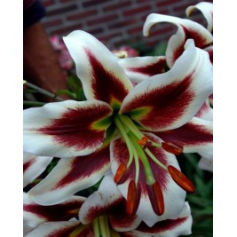 Lelijos ( Lot. Lilium) Beverley Dreams , 10 vnt Lelijos ( Lot. Lilium) Beverley Dreams , 10 vnt