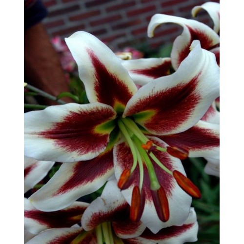 Lelijos ( Lot. Lilium) Beverley Dreams 