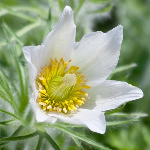  Šilagėlė (lot.Pulsatilla vulgaris) White Shades