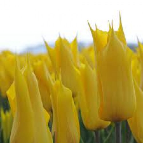 Tulpės La Perla, 10 vnt