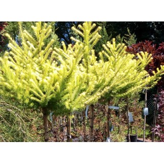 Maumedis japoninis ant koto( lot. Larix kaempferi) Magic Gold