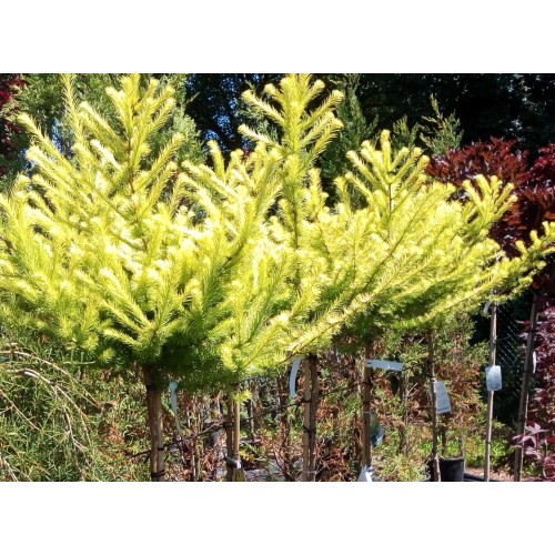 Maumedis japoninis ant koto( lot. Larix kaempferi) Magic Gold