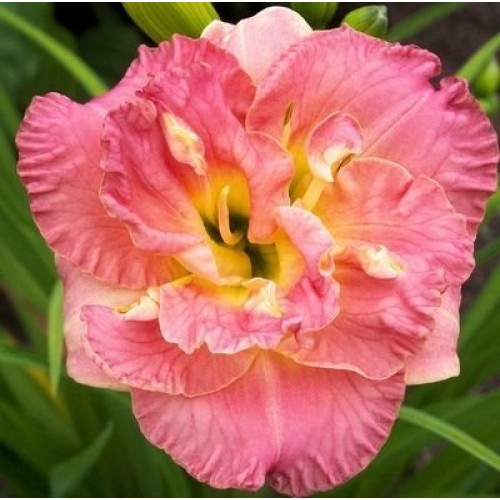 Viendienė  (lot.Hemerocallis )  Lacy Doly