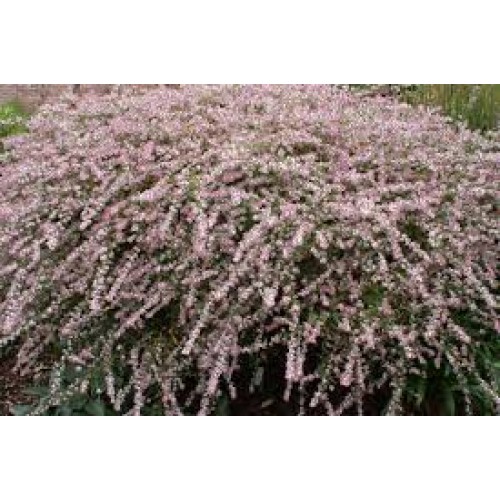 Astras vėlyvasis  ( lot. Aster lateriflorus) Lady in Black