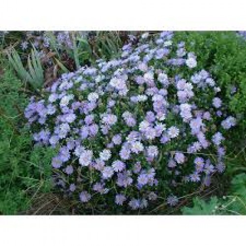 Astras krūminis ( lot. Aster dumosus) LAdy in Blue