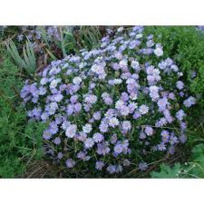 Astras krūminis ( lot. Aster dumosus) LAdy in Blue