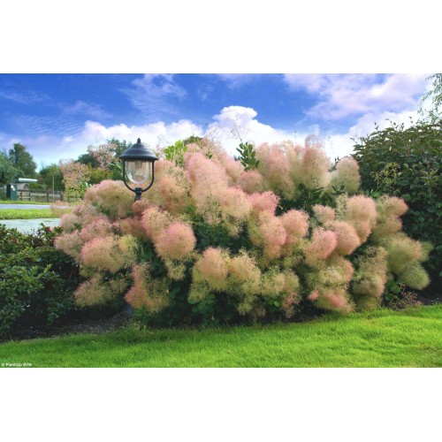 Pūkenis europinis ( lot. Cotinus coggyria) Young lady