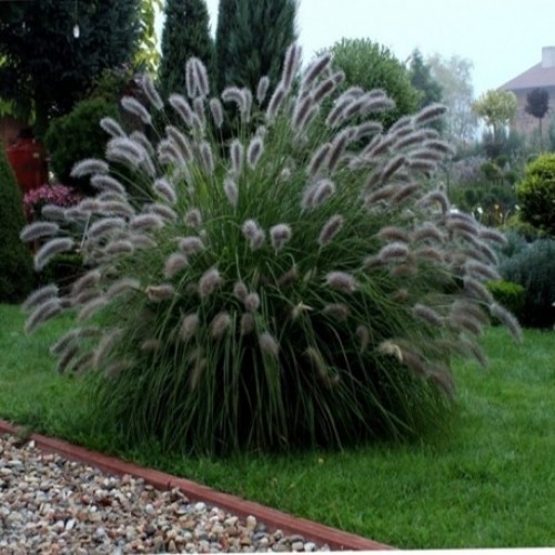Soruolė  pašiaušėlinė (lot. Pennisetum alopecuroides)  Lady U