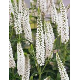 Veronika ilgalapė  (lot. Veronica longifolia)  First lady