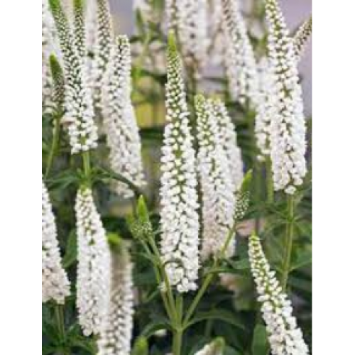 Veronika ilgalapė  (lot. Veronica longifolia)  First lady
