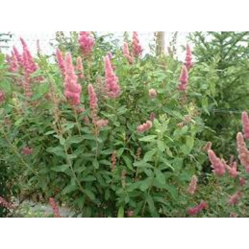 Lanksva bilardo( lot. Spiraea billardii)