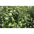 Putinas  sodinis ( lot. Viburnum lantana)