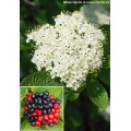Putinas  sodinis ( lot. Viburnum lantana)