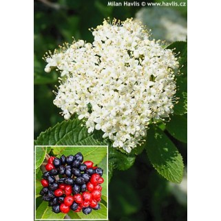 Putinas  sodinis ( lot. Viburnum lantana)