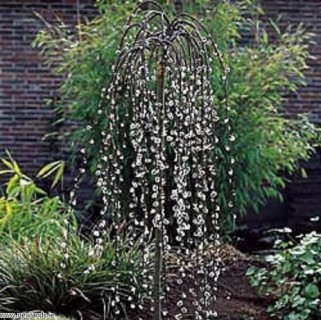 Blindė ( lot.salix caprea) Kilmarnock