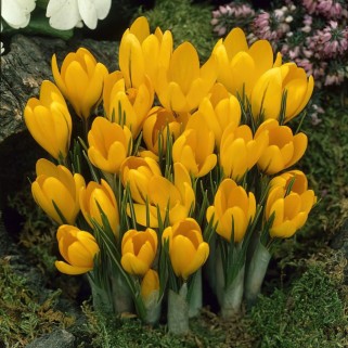 Krokai didžiažiedžiai (lot. Crocus)  Yellow , 1000 vnt