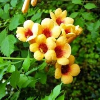 Ląstūnė stambiažiedė ( lot. Campsis radicans) Judy
