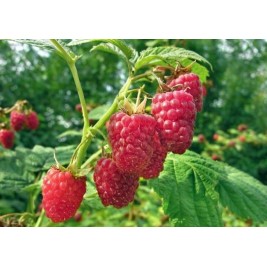 Avietė vasarinė (lot. Rubus idaeus)  Willamette