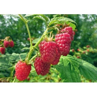 Avietė vasarinė (lot. Rubus idaeus)  Willamette