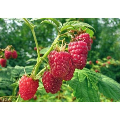 Avietė vasarinė (lot. Rubus idaeus)  Willamette