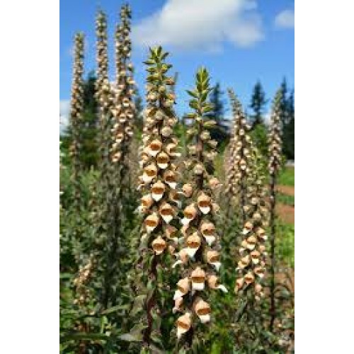 Rusmenė ( lot. digitalis latana) 'Café Crème