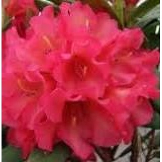 Rododendras ( lot. Rhododendron) Late Zembla- NAUJIENA!