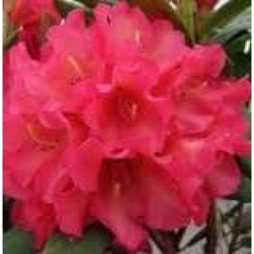 Rododendras ( lot. Rhododendron) Late Zembla- NAUJIENA!