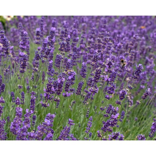 Levanda paprastoji ( lot.Lavandula angustifolia) Hidcote 