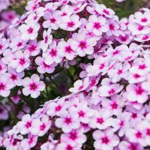 Flioksas ( Phlox paniculata)  Early Lavender Pop
