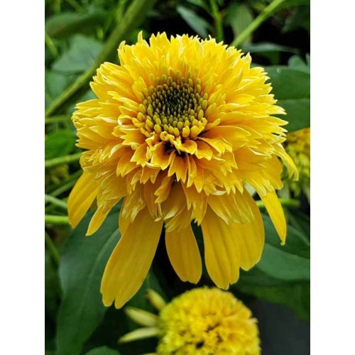 Ežiuolė rausvažiedė (lot.Echinacea purpurea) Lemon Drop