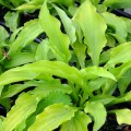 Melsvė ( lot. Hosta) Lemon lime