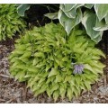 Melsvė ( lot. Hosta) Lemon lime