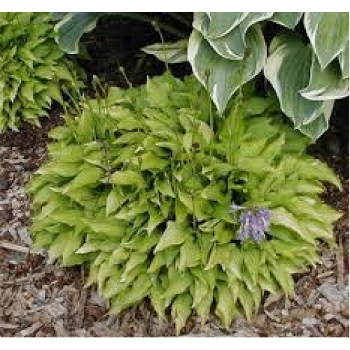 Melsvė ( lot. Hosta) Lemon lime