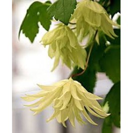 Raganė ( lot.Clematis atragene ) Lemon Dream