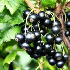 Serbentas juodasis ( lot. Ribes nigrum)  Ben Lemond Serbentas juodasis ( lot. Ribes nigrum)  Ben Lemond