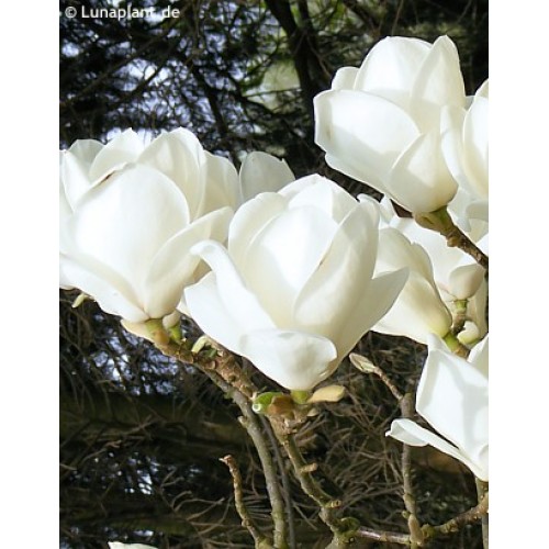 Magnolija  sulanžo (lot. Magnolia soulangeana)  Lennei Alba