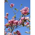 Magnolija  sulanžo (lot. Magnolia soulangeana)  Rustica Rubra