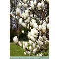 Magnolija  sulanžo (lot. Magnolia soulangeana)  Lennei Alba