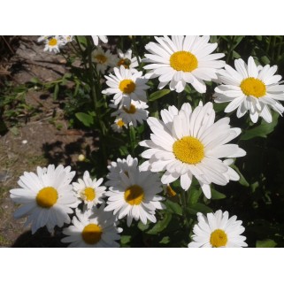 Baltagalvė didžiagraižė (lot.Leucanthemum maximum) 