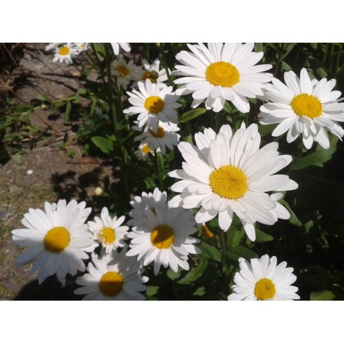 Baltagalvė didžiagraižė (lot.Leucanthemum maximum) 