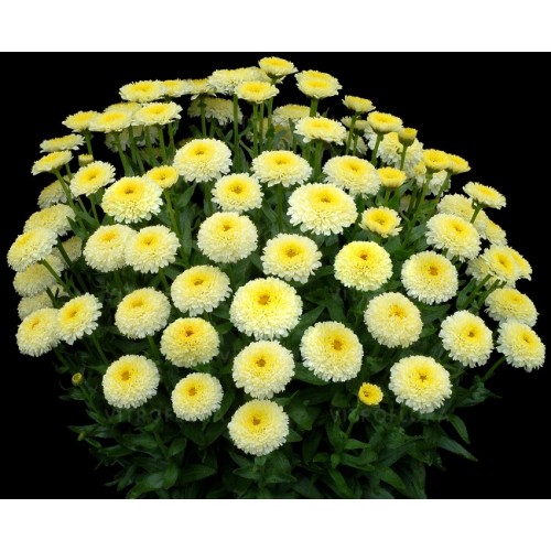 Baltagalvė (lot.Leucanthemum superbum) Luna