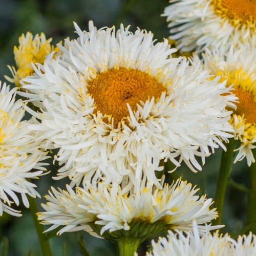 Baltagalvė (lot.Leucanthemum superbum) Real Galaxy