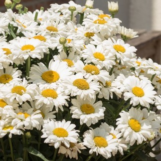 Baltagalvė (lot.Leucanthemum maximum) Sweet  Daisy Jane