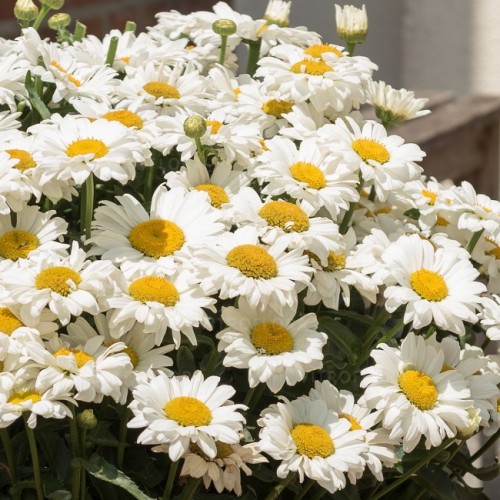 Baltagalvė (lot.Leucanthemum maximum) Sweet  Daisy Jane