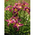 Viendienė  (lot.Hemerocallis )  Lavender Deal
