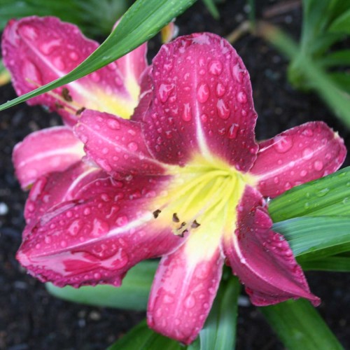 Viendienė  (lot.Hemerocallis )  Lavender Deal