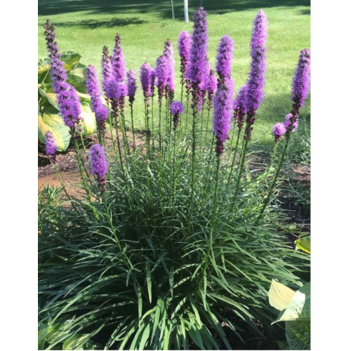 Liatris varpotasis (lot. Liatris spicata)