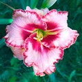 Viendienė  (lot.Hemerocallis )  Lies and Lipstick