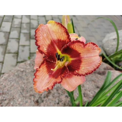 Viendienė  (lot.Hemerocallis )  Lies and Lipstick